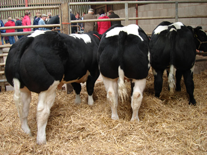Three young Brennand pedigree bulls